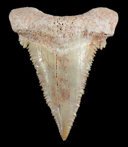 , Heavily Serrated Fossil Shark (Palaeocarcharodon) Tooth #51912